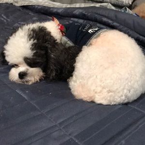 Meet your Posher, Lisa